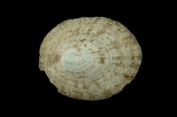 藏品(射線青螺)的圖片